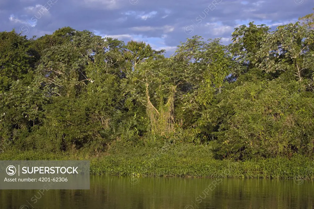 Rainforest and Cuiaba River, Pantanal, Brazil