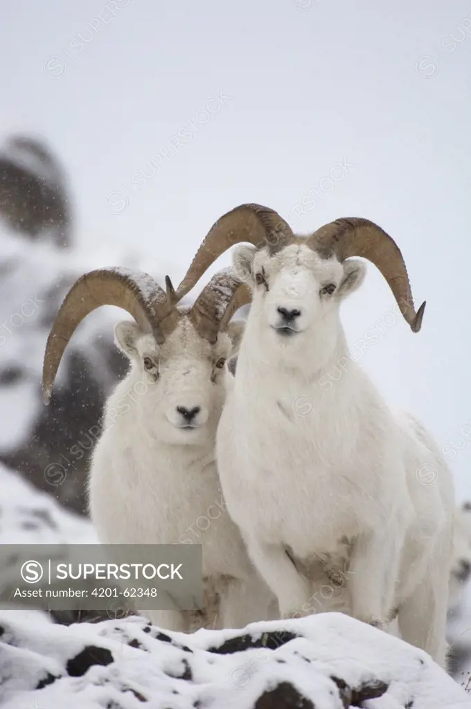 Dall Sheep (Ovis dalli) rams, Yukon Territory, Canada