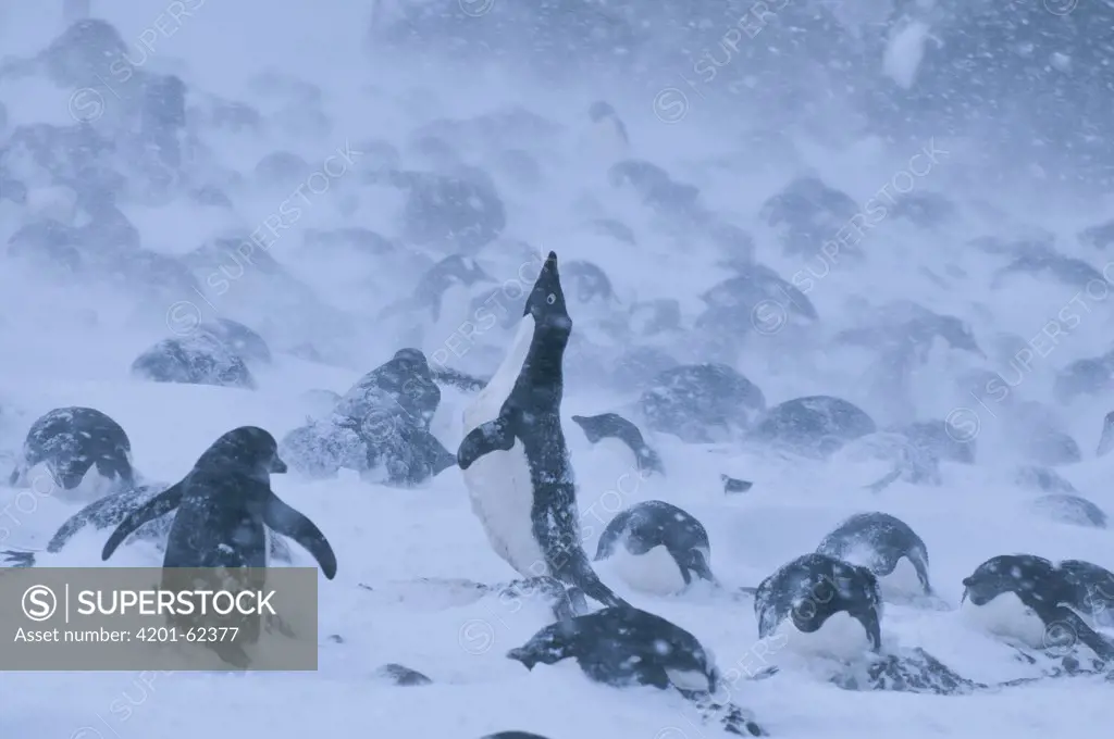 Adelie Penguin (Pygoscelis adeliae) group in snow storm, Antarctica