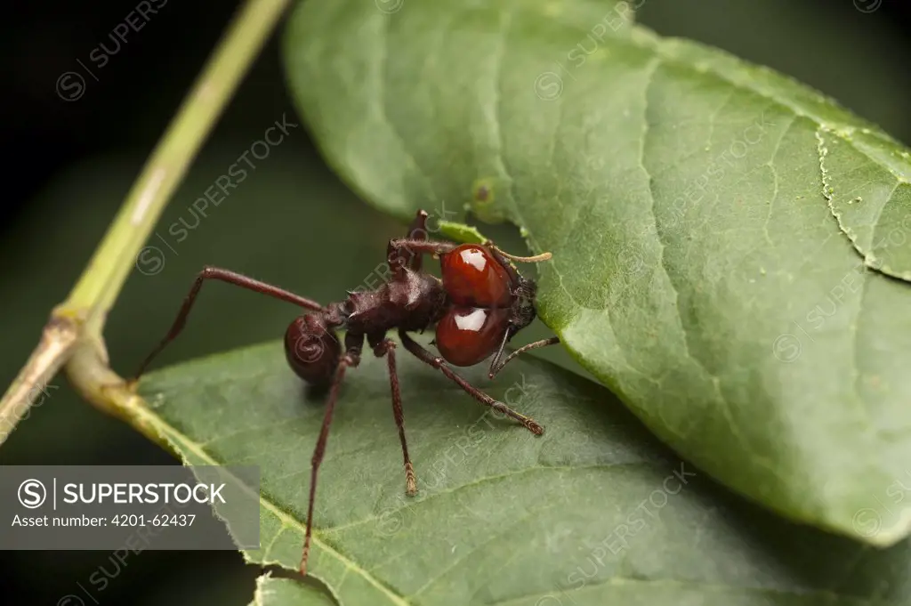 Leafcutter Ant (Atta laevigata) cutting leaf, Kavac, Venezuela