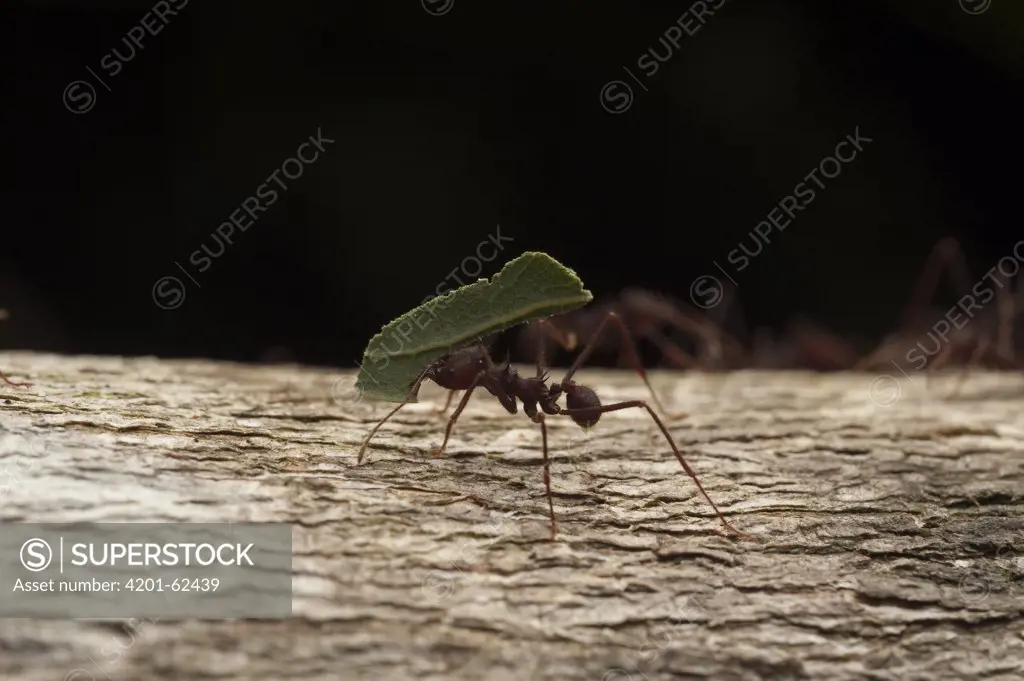 Leafcutter Ant (Atta laevigata) carrying leaf, Kavac, Venezuela