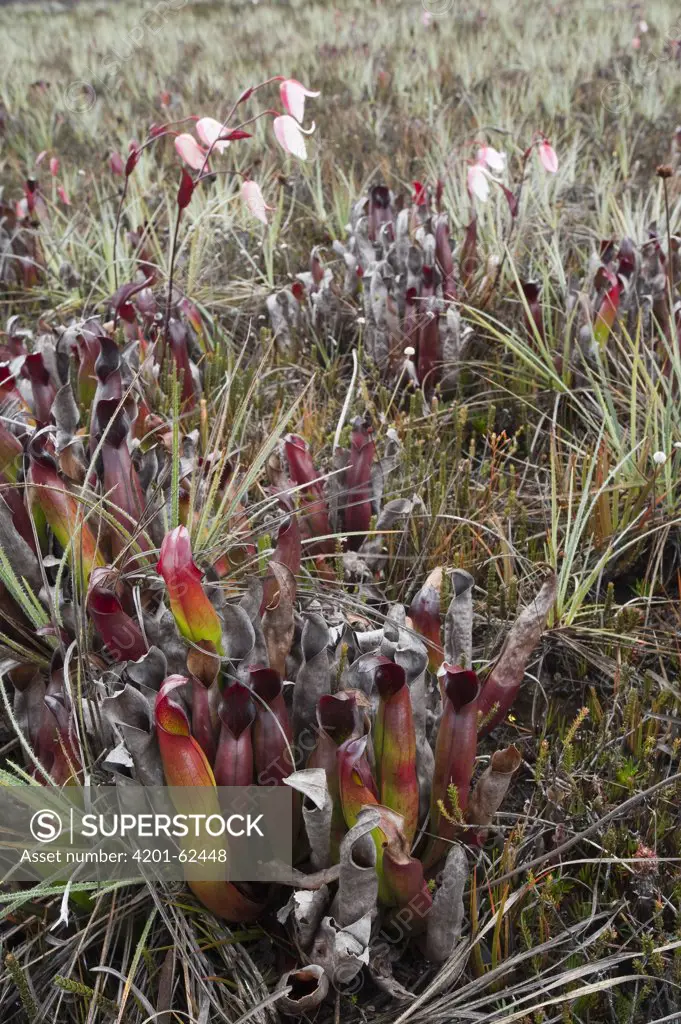 Pitcher Plant (Heliamphora sarracenioides) flowering, Venezuela