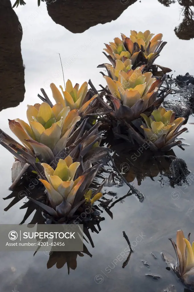 Bromeliad (Brocchinia tatei) in wetland, Venezuela