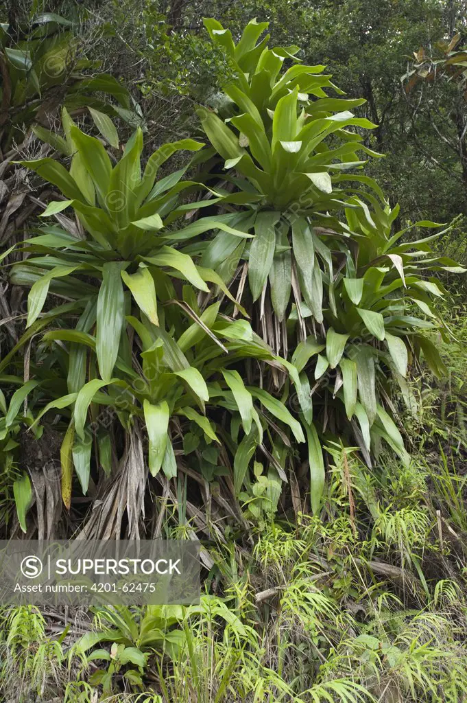 Bromeliad (Brocchinia micrantha) group, Las Claritas, Venezuela