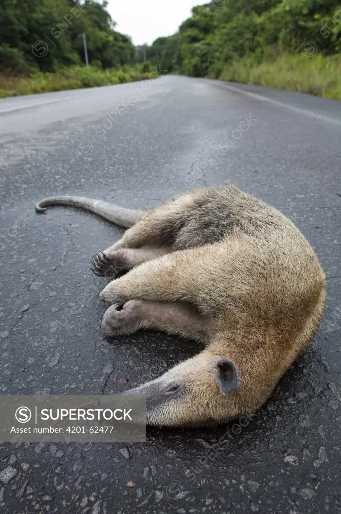 Southern Anteater (Tamandua tetradactyla) killed on road, Las Claritas, Venezuela