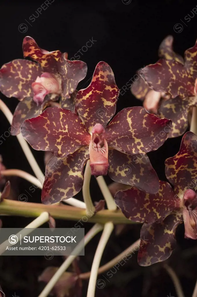 Orchid (Grammatophyllum kinabaluense) flowering, Gunung Mulu National Park, Sarawak, Malaysia