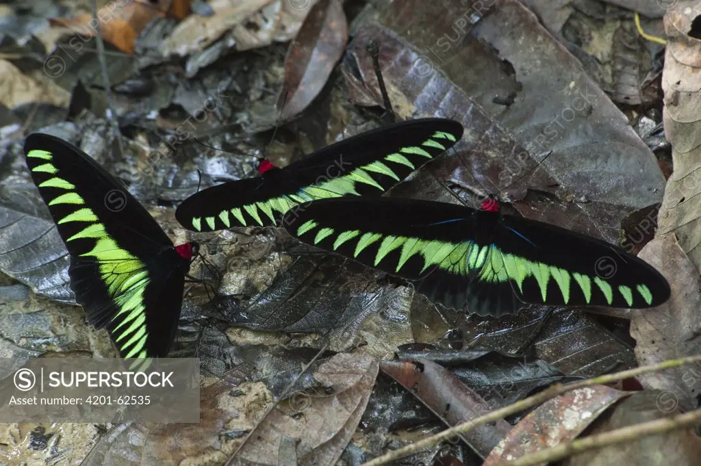 Rajah Brooke's Birdwing (Trogonoptera brookiana) males at a seep where they feed on salts, Gunung Mulu National Park, Sarawak, Malaysia