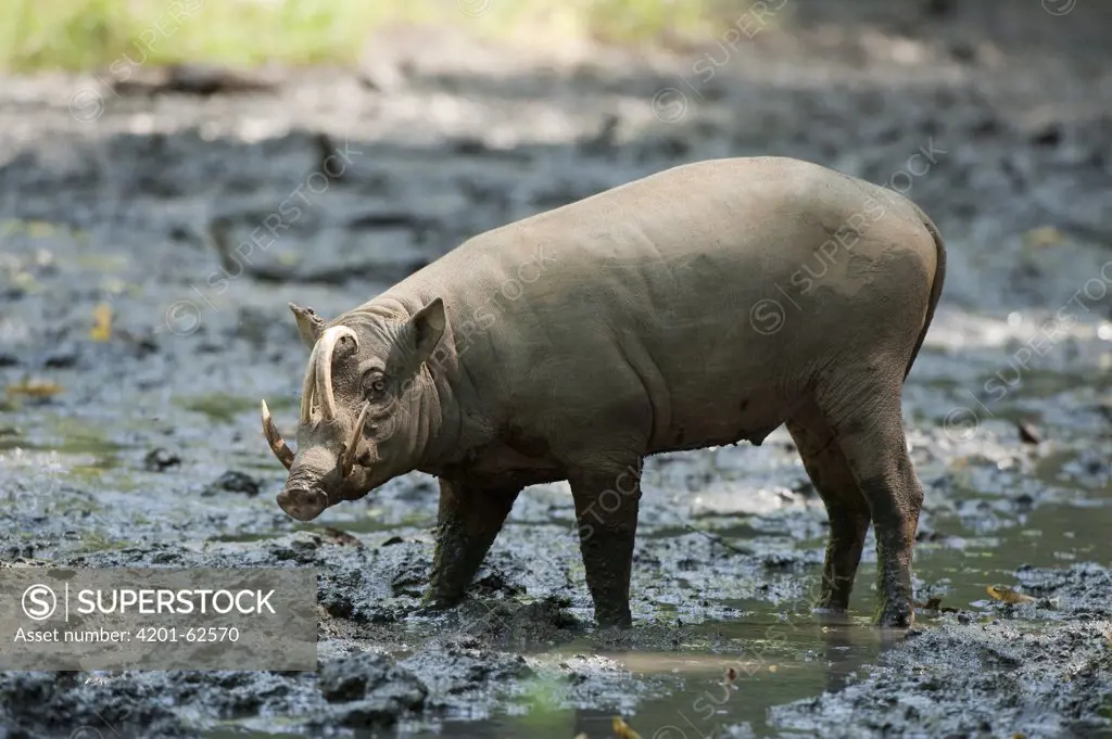 North Sulawesi Babirusa (Babyrousa celebensis) male, Indonesia