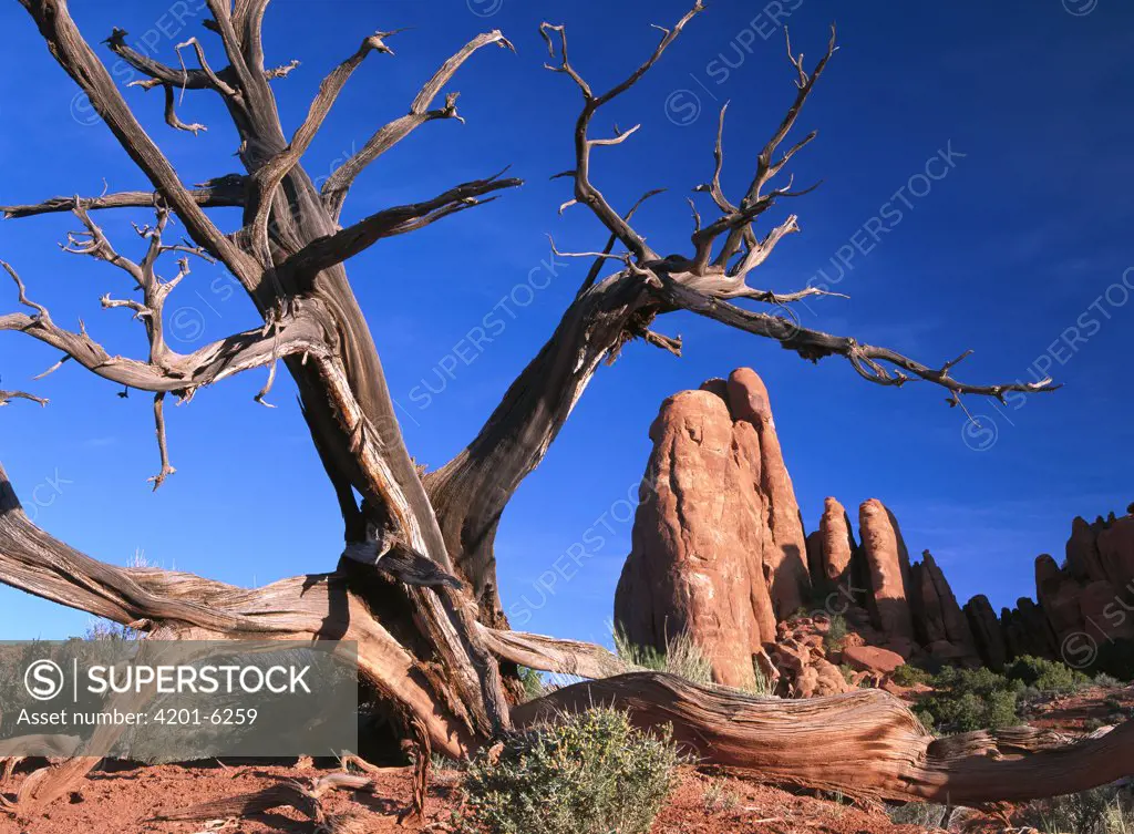 Snag in front of fiery furnace labyrinth showing narrow sandstone canyons and fins, Arches National Park, Utah