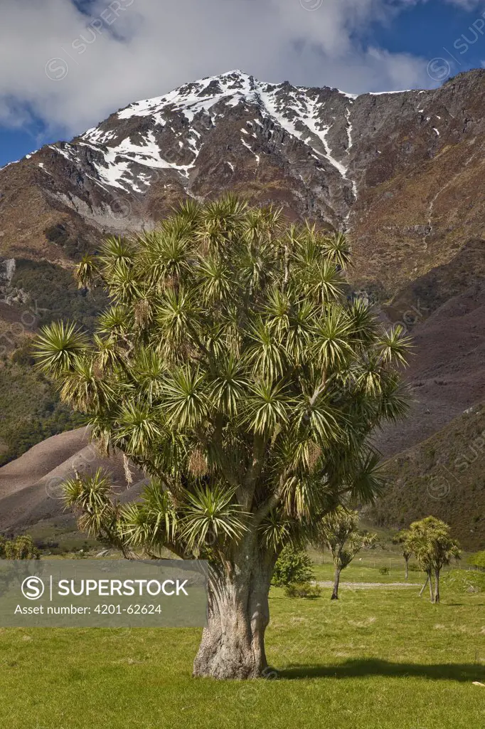 Cabbage Tree (Cordyline australis), Makarora, Otago, New Zealand