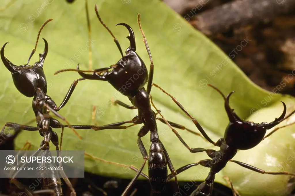 Driver Ant (Dorylus nigricans) trail guards in defensive position, Ghana