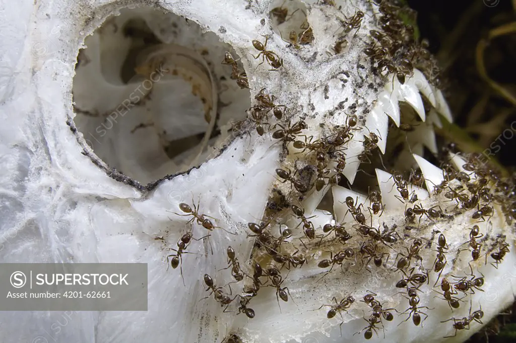 Argentine Ant (Linepithema humile) group eating a piranha on the banks of the Parana River, northern Argentina