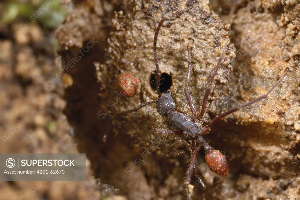 Door-maker Ant (Stenamma alas) at nest entrance with mud ball used as a door nearby, Rio Toachi, Ecuador. Sequence 1 of 3