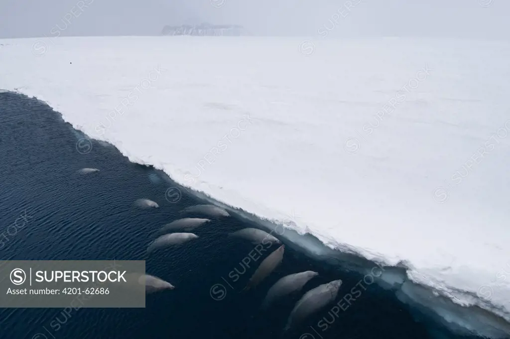 Crabeater Seal (Lobodon carcinophagus) surfacing to breathe through fast ice lead, Admiralty Sound, Weddell Sea, Antarctica