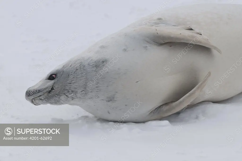 Crabeater Seal (Lobodon carcinophagus) resting on fast ice, Admiralty Sound, Weddell Sea, Antarctica