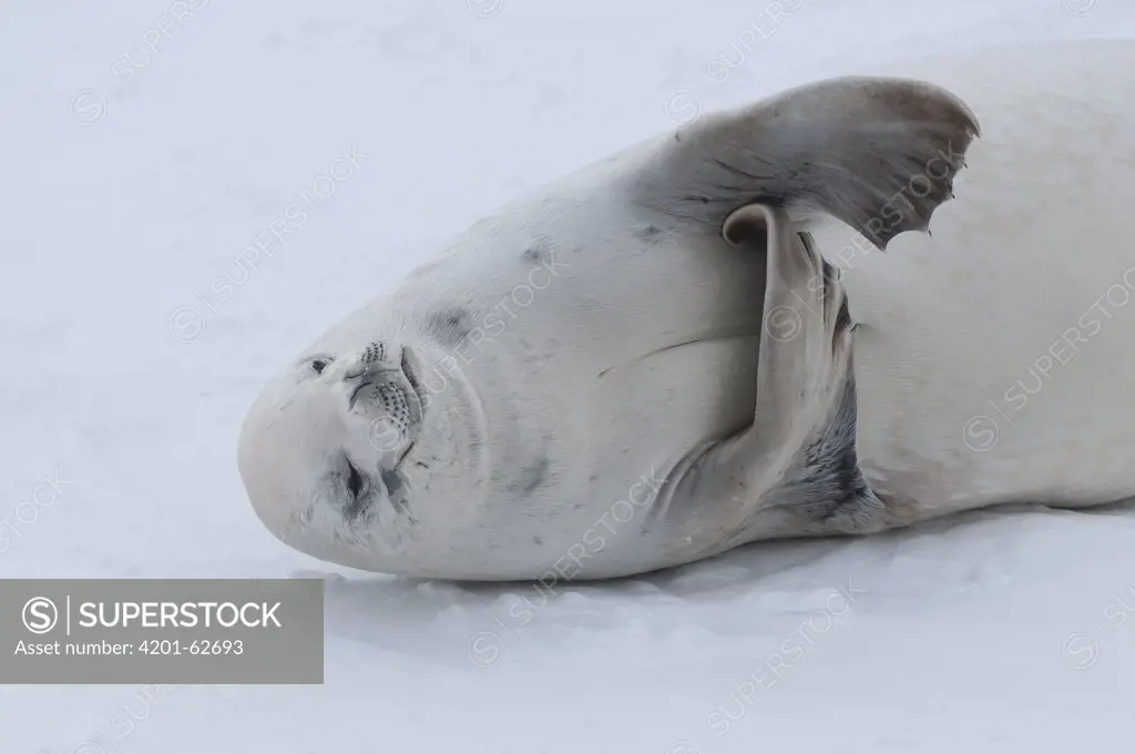 Crabeater Seal (Lobodon carcinophagus) scratching itself on fast ice, Admiralty Sound, Weddell Sea, Antarctica