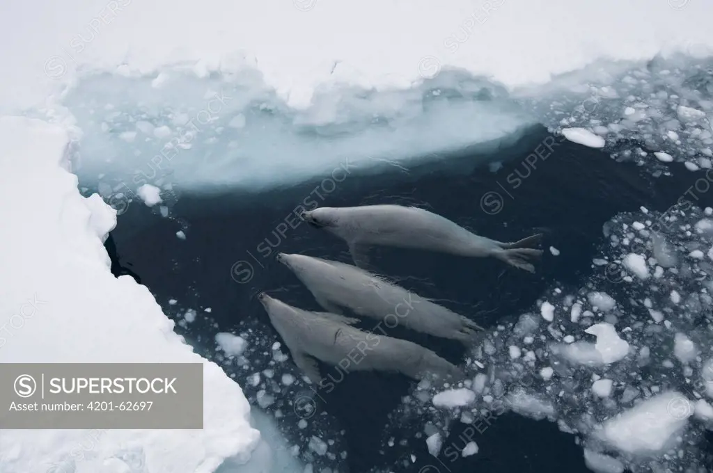 Crabeater Seal (Lobodon carcinophagus) trio surfacing to breathe through fast ice lead, Admiralty Sound, Weddell Sea, Antarctica