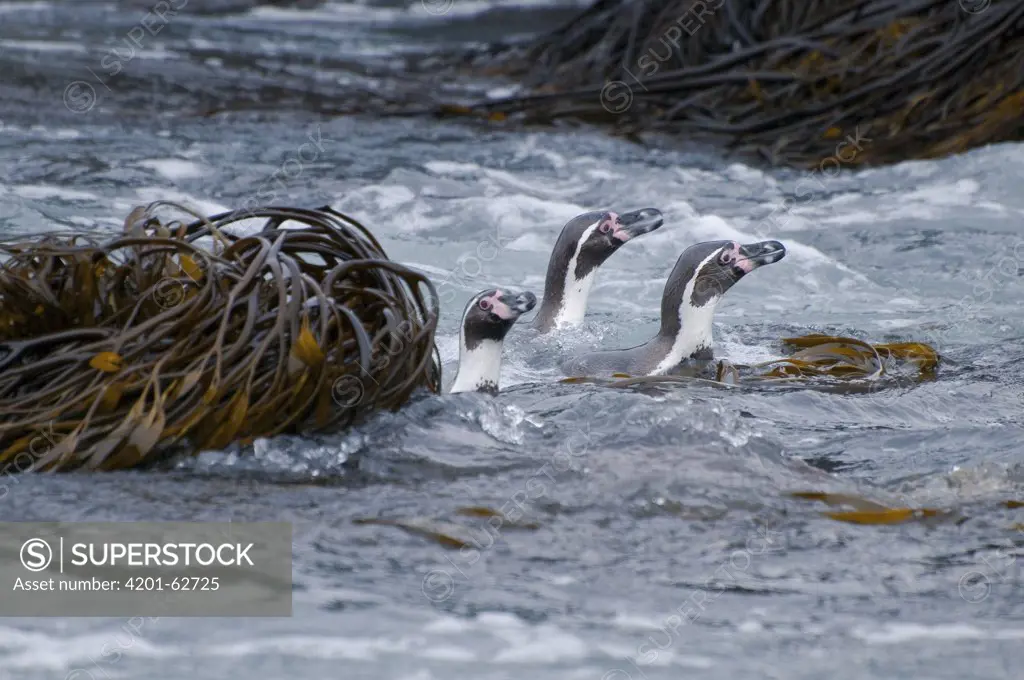 Humboldt Penguin (Spheniscus humboldti) swimming through kelp, Tilgo Island, La Serena, Chile