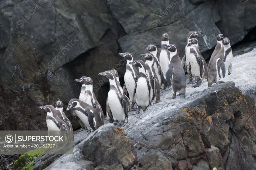 Humboldt Penguin (Spheniscus humboldti) group gathering on coast, Tilgo Island, La Serena, Chile