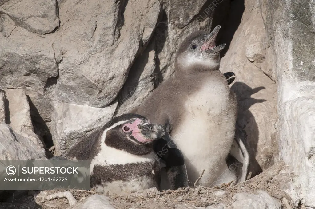 Humboldt Penguin (Spheniscus humboldti) and chick, Tilgo Island, La Serena, Chile