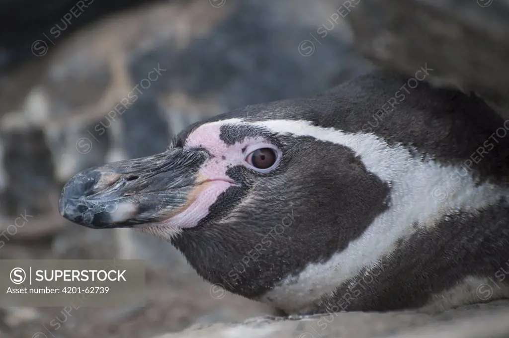 Humboldt Penguin (Spheniscus humboldti), Tilgo Island, La Serena, Chile