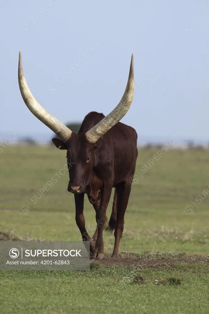 Domestic Cattle (Bos taurus), Ankole breed, Ol Pejeta Conservancy, Kenya