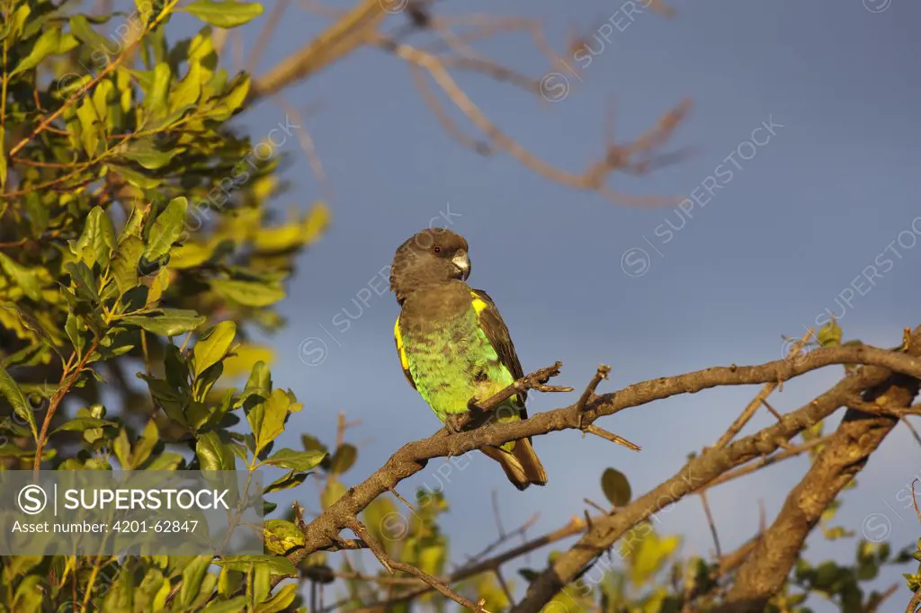 Meyer's Parrot (Poicephalus meyeri), Ol Pejeta Conservancy, Kenya
