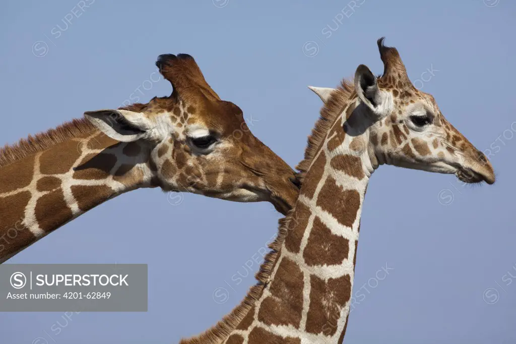 Reticulated Giraffe (Giraffa camelopardalis reticulata) male and female, Ol Pejeta Conservancy, Kenya