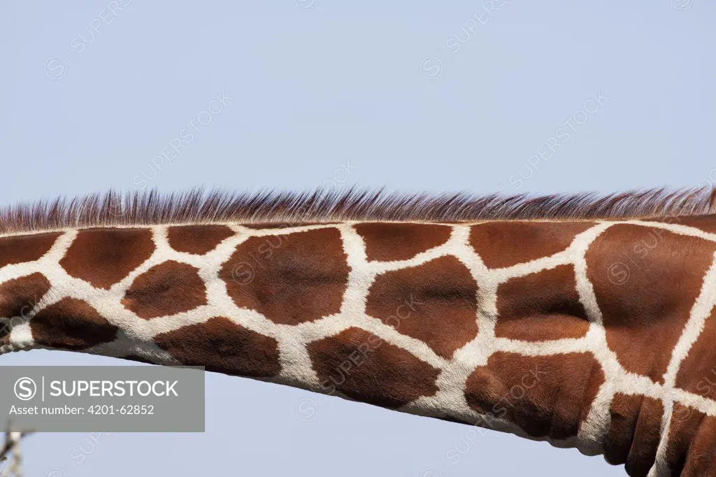 Reticulated Giraffe (Giraffa camelopardalis reticulata) neck showing reticulated pattern, Ol Pejeta Conservancy, Kenya