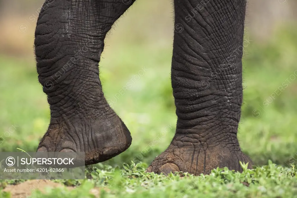 African Elephant (Loxodonta africana) feet, Chobe National Park, Botswana