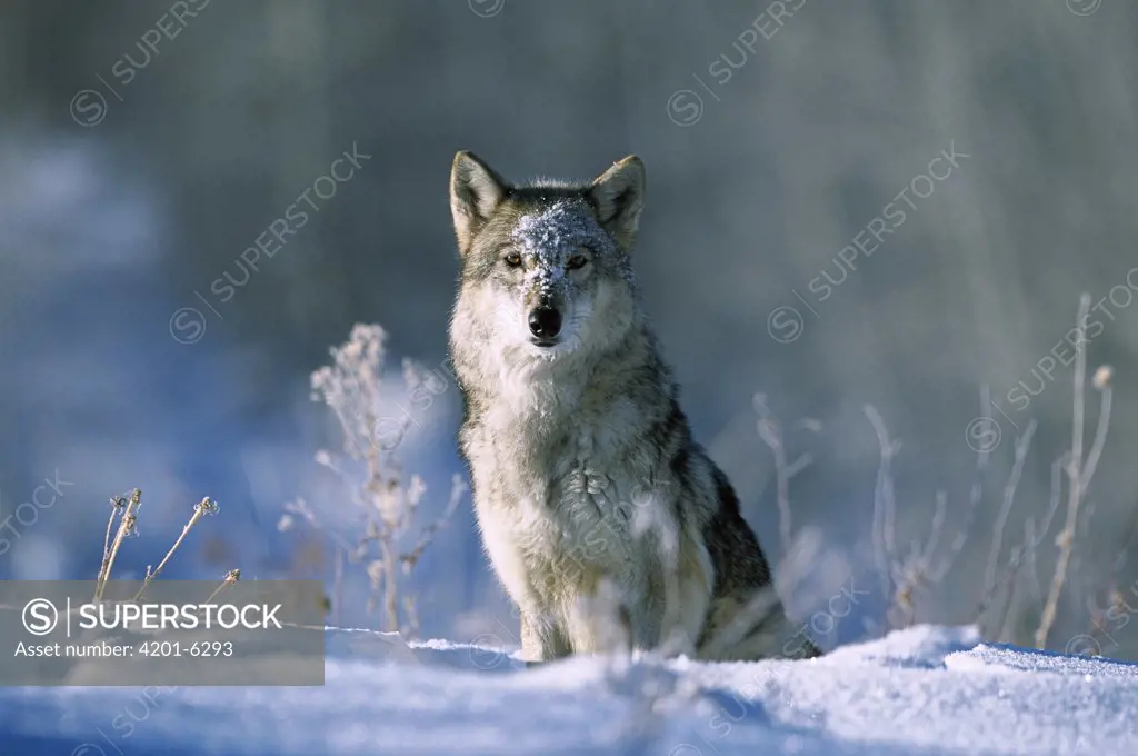 Timber Wolf (Canis lupus) portrait in snow, North America
