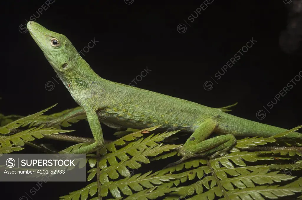Anole Lizard (Anolis soini) on fern, Tapichalaca Reserve, Ecuador