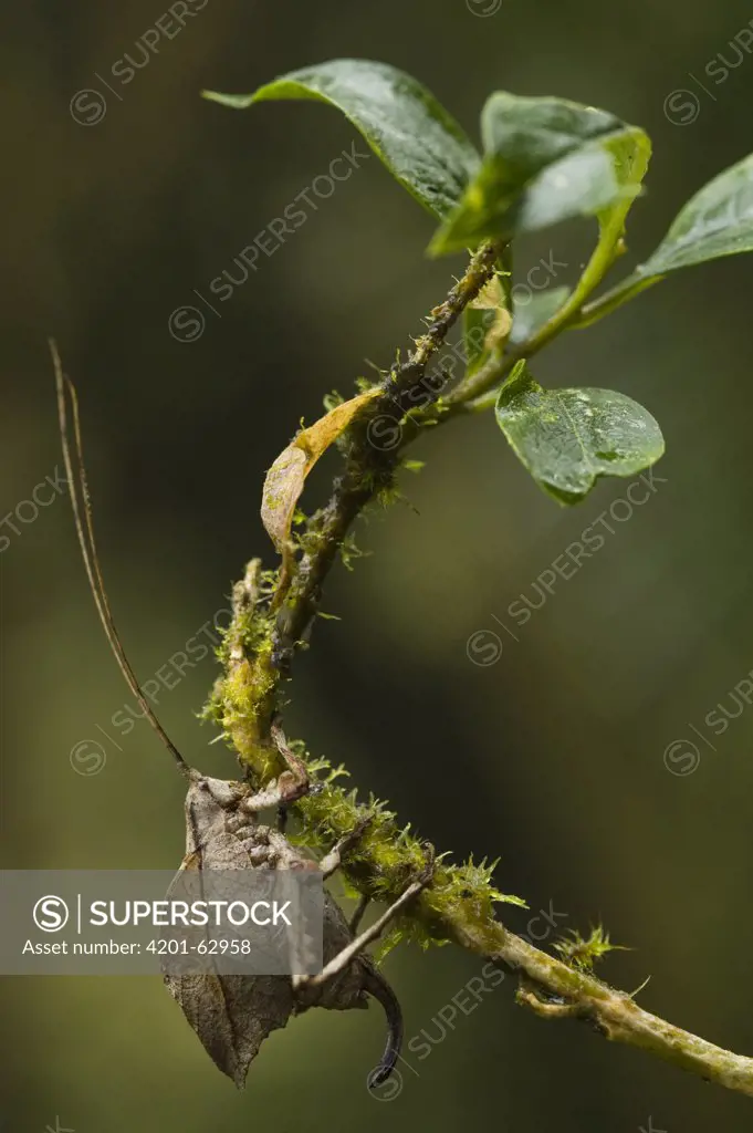 Katydid (Tettigoniidae) female showing large ovipositer, Zamora-Chinchipe, Ecuador