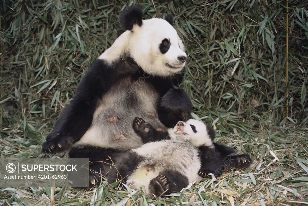 Giant Panda (Ailuropoda melanoleuca) with cub, China Conservation and Research Center for the Giant Panda, Wolong Nature Reserve, China