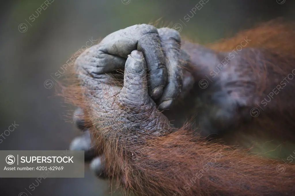 Orangutan (Pongo pygmaeus) female's hands, Tanjung Puting National Park, Indonesia