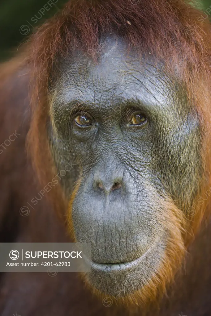 Orangutan (Pongo pygmaeus) female, Tanjung Puting National Park, Indonesia