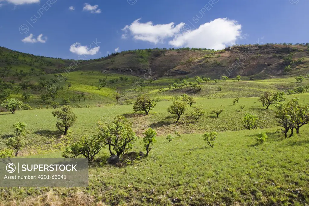 Fresh green grass and trees on sloping hillside, Royal Natal National Park, South Africa