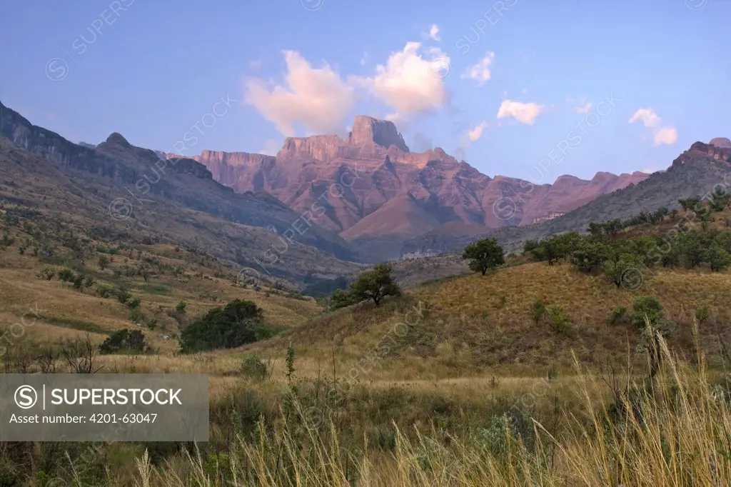 Early morning light on Sentinel Peak of the Amphitheatre in the background, Royal Natal National Park, South Africa