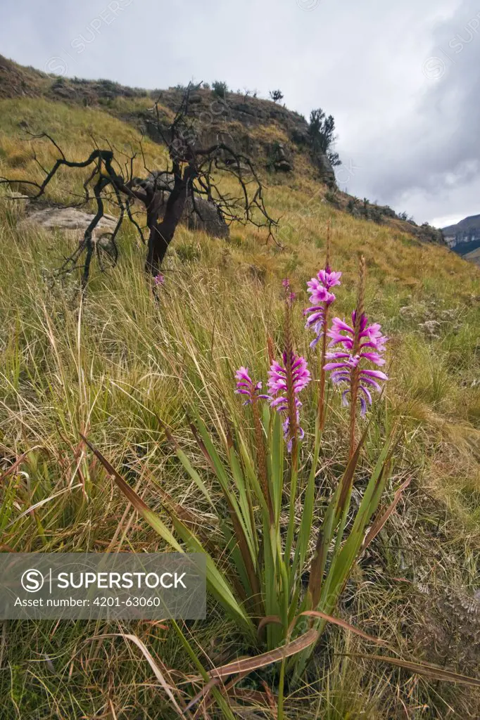 Bugle-lily (Watsonia sp) flowering on a mountain slope, Royal Natal National Park, South Africa