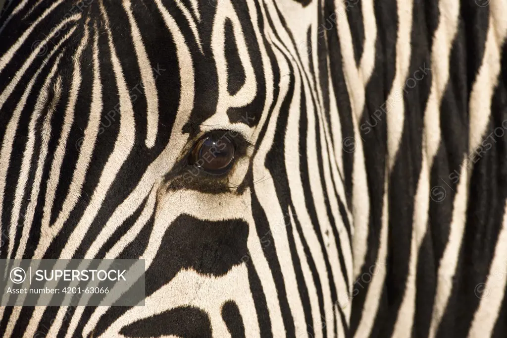 Zebra (Equus quagga) head showing striped hide, Khama Rhino Sanctuary, Botswana