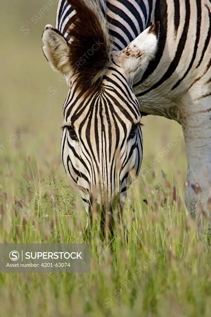 Zebra (Equus quagga) grazing, Khama Rhino Sanctuary, Botswana