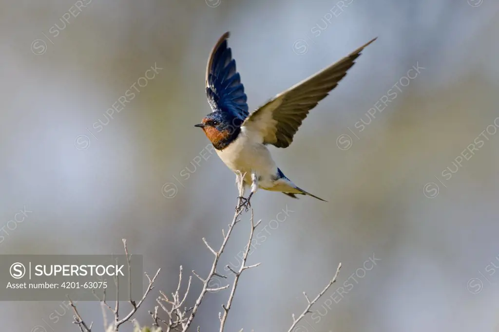 Barn Swallow (Hirundo rustica) balancing on twig with wings spread, Khama Rhino Sanctuary, Botswana