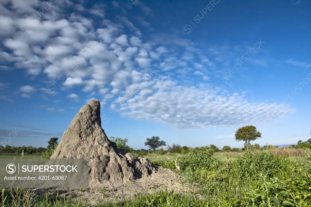Termite mound, Moremi Game Reserve, Botswana