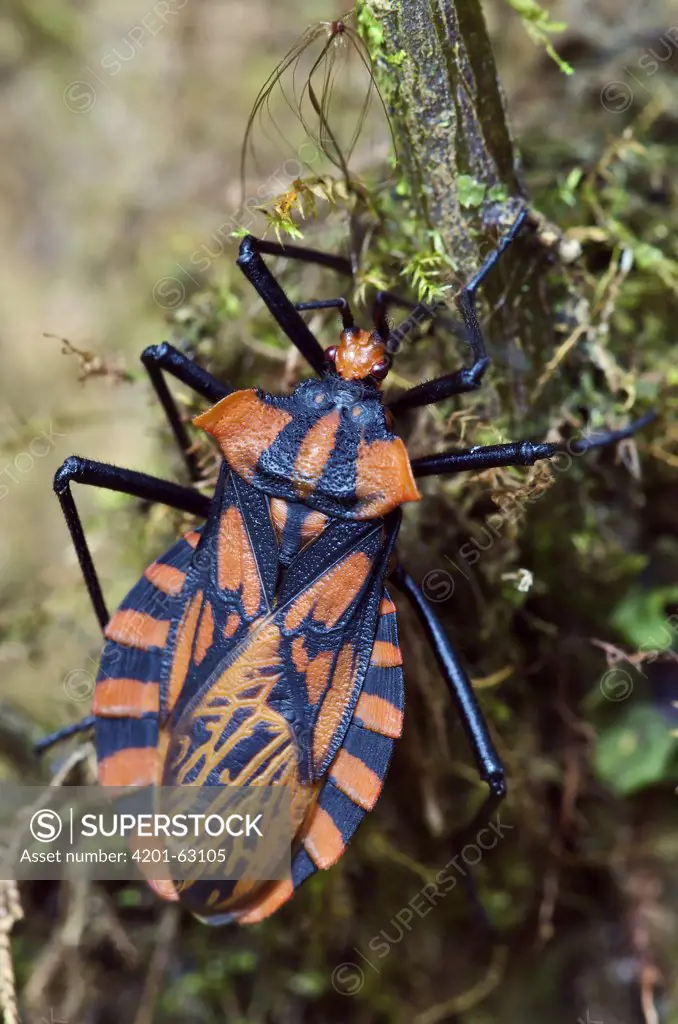Assassin Bug (Reduviidae) close-up, Mindo, Ecuador