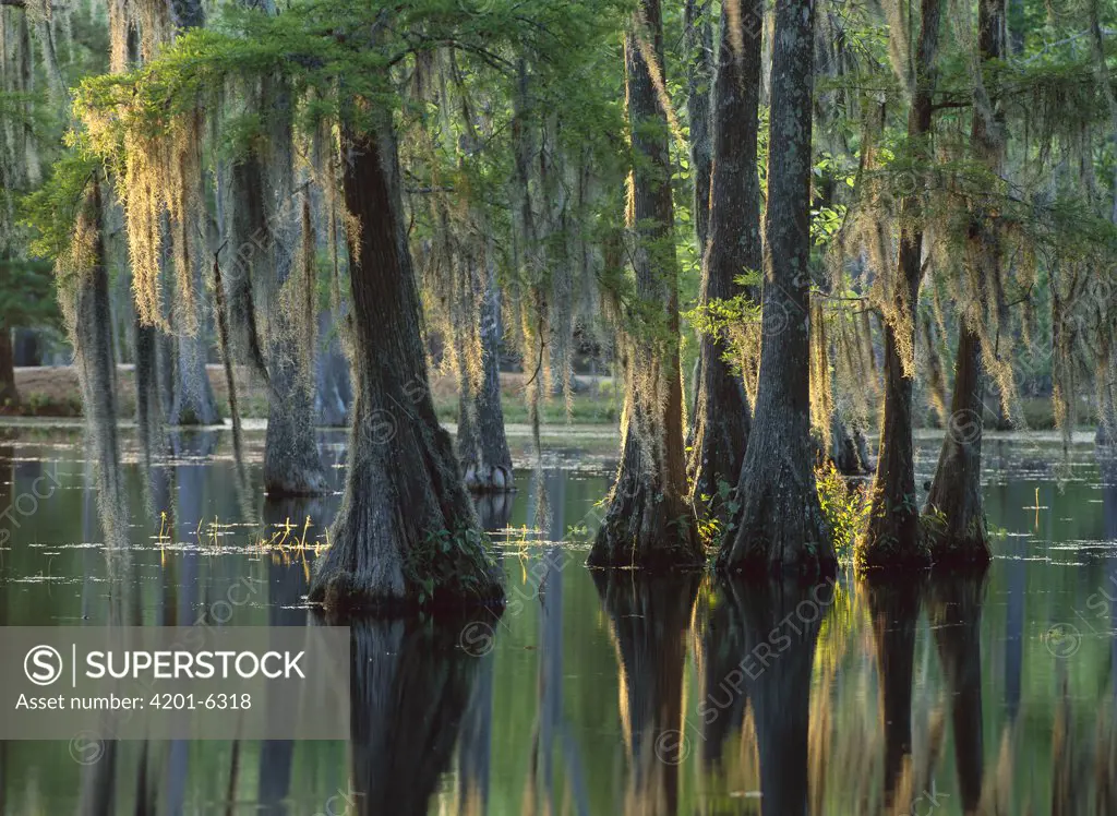 Bald Cypress (Taxodium distichum) swamp, Sam Houston Jones State Park, Louisiana