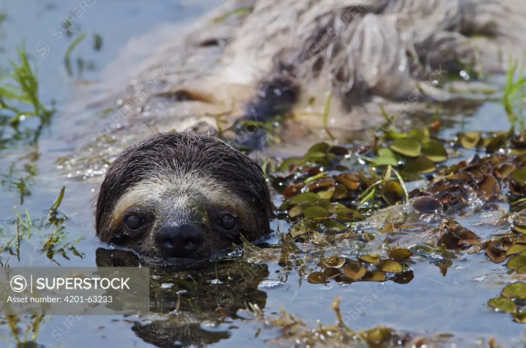 Brown-throated Three-toed Sloth (Bradypus variegatus) male swimming, central Panama