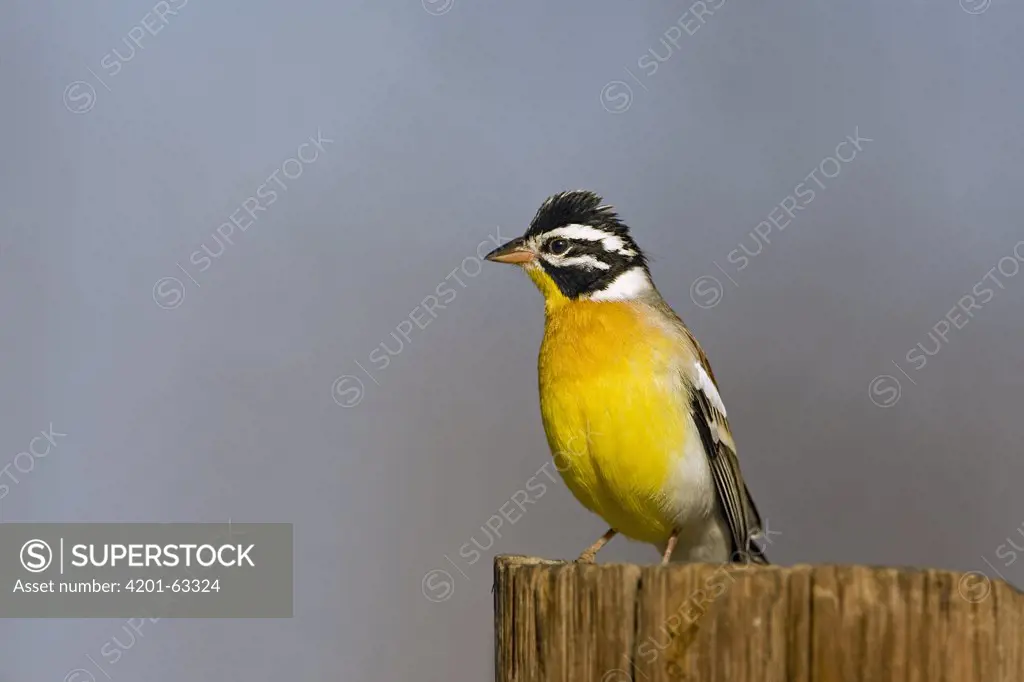 African Golden-breasted Bunting (Emberiza flaviventris) perched on a wooden pole, Khama Rhino Sanctuary, Botswana