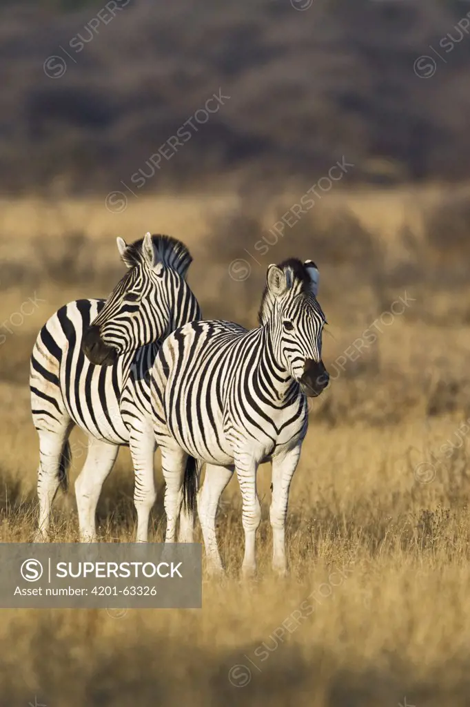 Burchell's Zebra (Equus burchellii) pair, Khama Rhino Sanctuary, Botswana