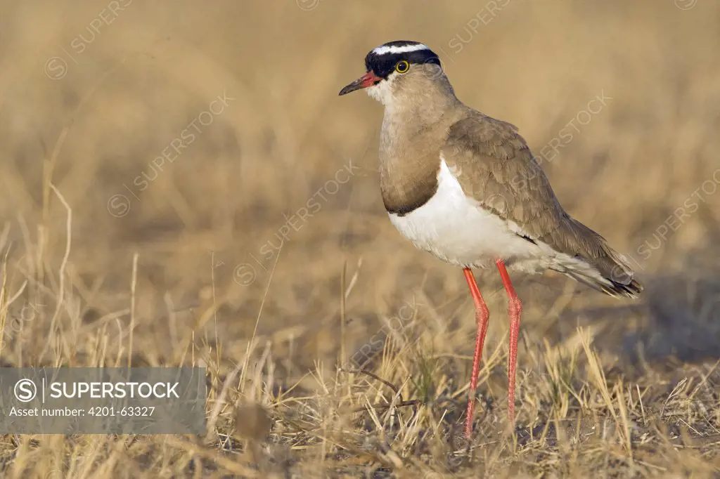 Crowned Lapwing (Vanellus coronatus) walking through yellow grass, Khama Rhino Sanctuary, Botswana