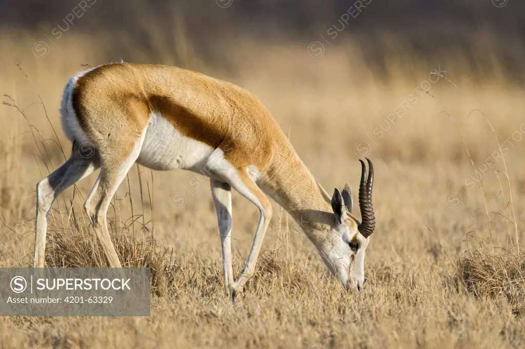 Springbok (Antidorcas marsupialis) grazing, Khama Rhino Sanctuary, Botswana